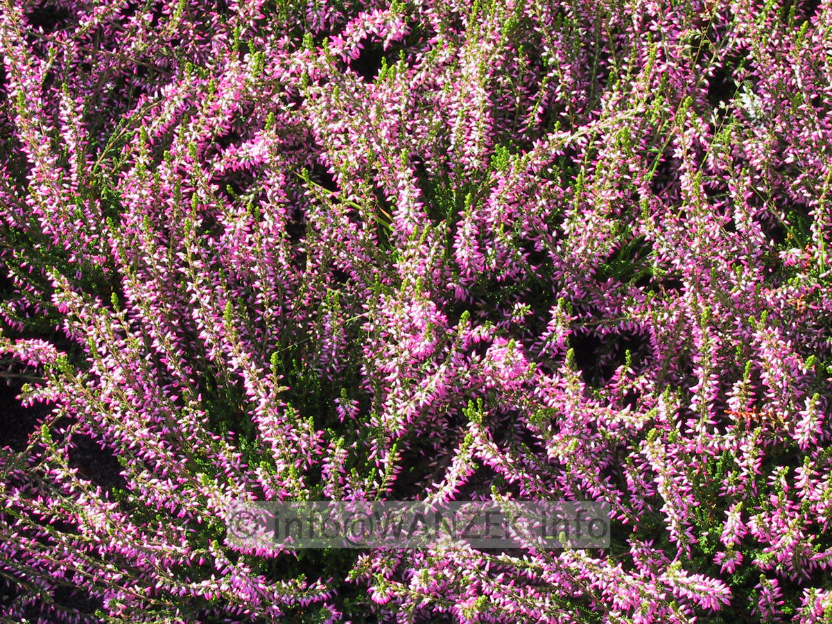 Calluna vulgaris Marleen.JPG